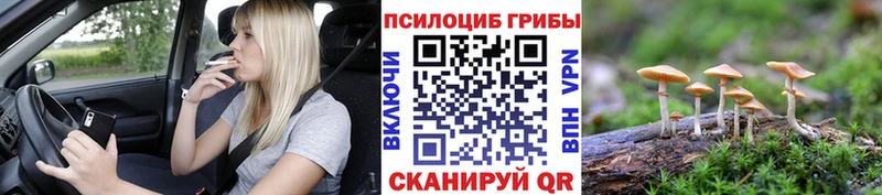 Псилоцибиновые грибы Psilocybe  где можно купить наркотик  Каргополь 